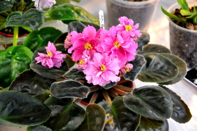 DSC_0166.jpg