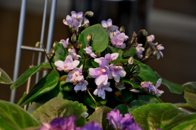 DSC_0205.jpg