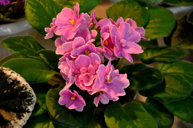 DSC_0401.jpg