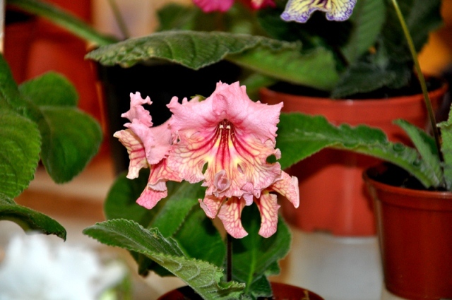 DSC_0331.jpg