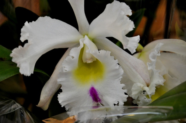 DSC_0164.jpg