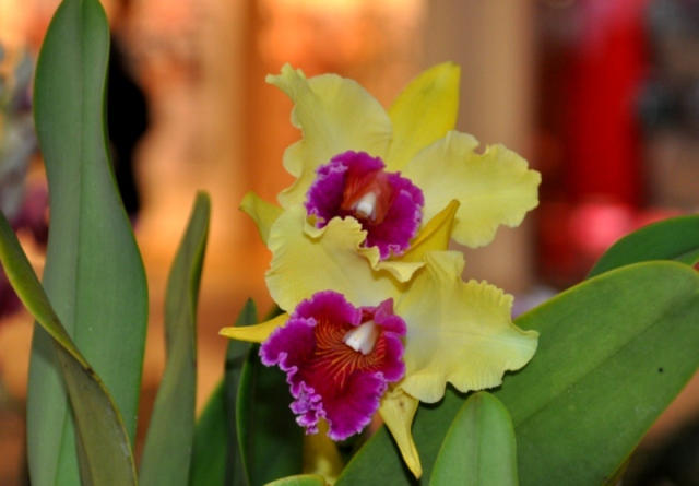 DSC_0388.jpg