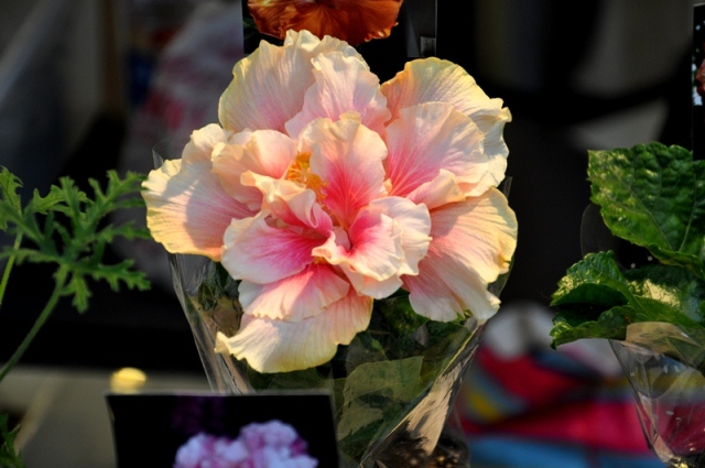 DSC_0540.jpg