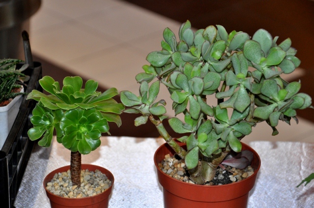 DSC_0445.jpg