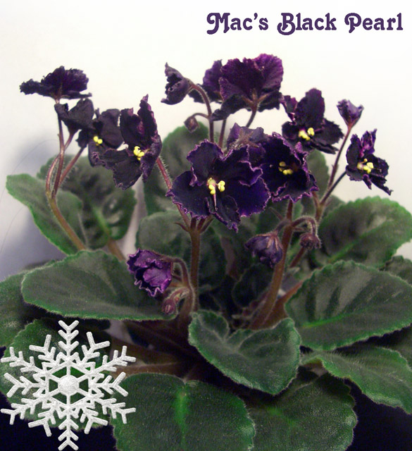 Mac's Black Pearl.JPG