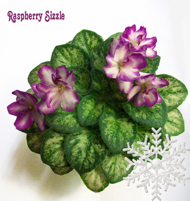 Raspberry Sizzle.JPG