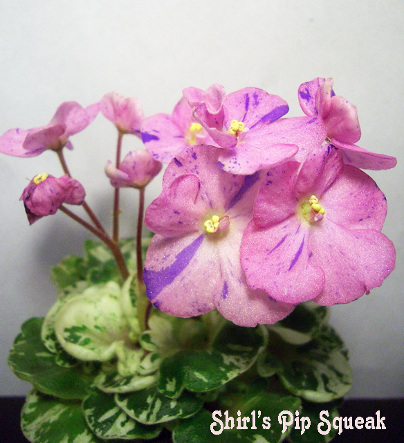 Shirl's Pip Squeak.JPG
