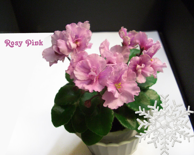 Rosy Pink.JPG