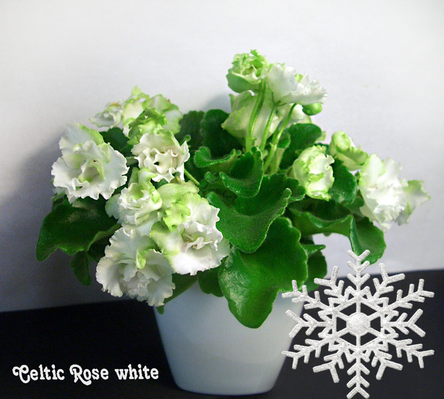 Celtic Rose white.JPG