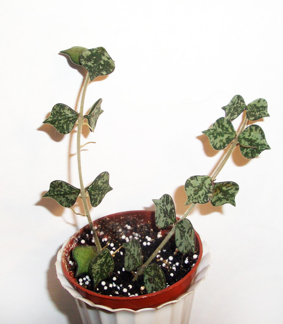 Hoya curtisii (Rob).JPG