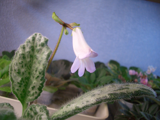 Primulina dryas.JPG