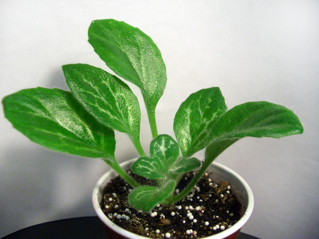 Primulina dryas (sinensis).JPG