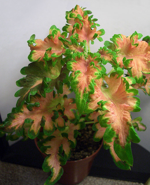 Coleus Raspberry Ruffles.JPG