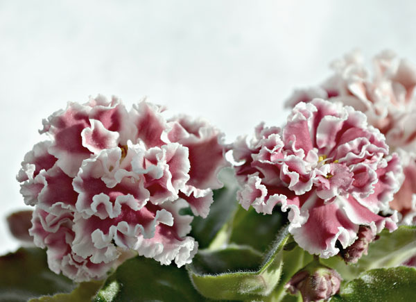 ПТ-Елизавета.jpg