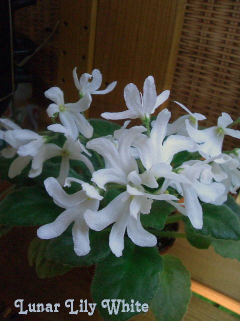 Lunar Lily White.jpg