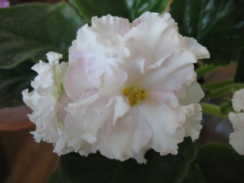 ЕК-Белая Королева.jpg