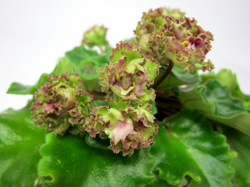 Allegro Pink Pistachio.JPG