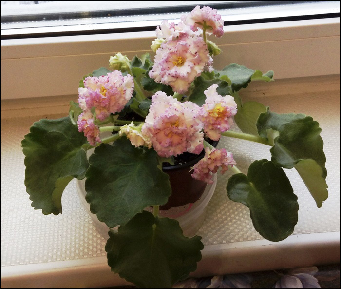 ЛЕ-Злато Скифов