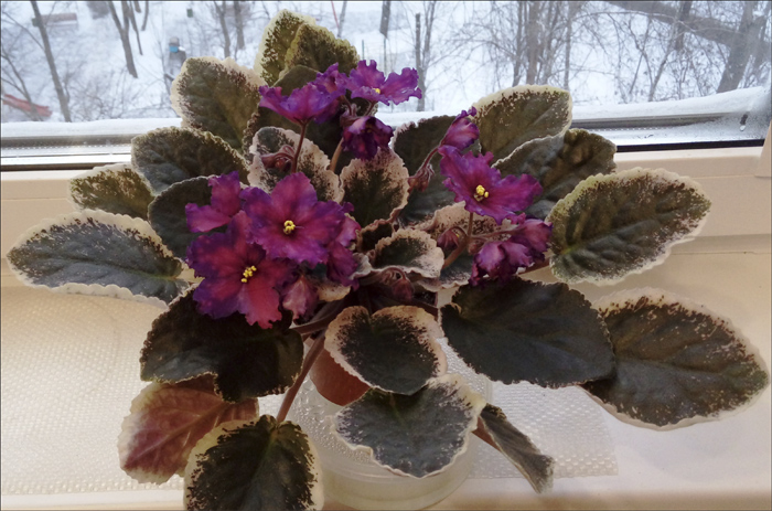 ЛЕ-Южная Ночь