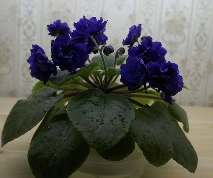 Ален-Marshmallow-Blue-спорт.jpg