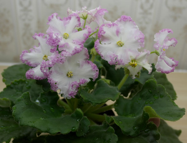 ЛЕ-Поцелуй-Ангела.jpg