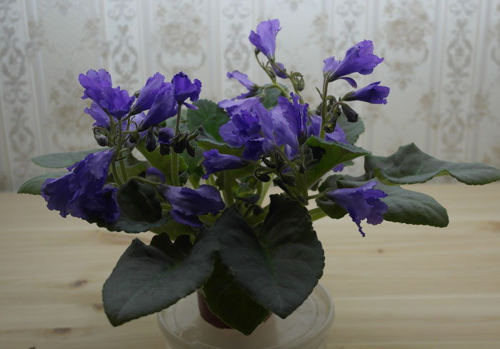 Senk’s-Big-Bells.jpg