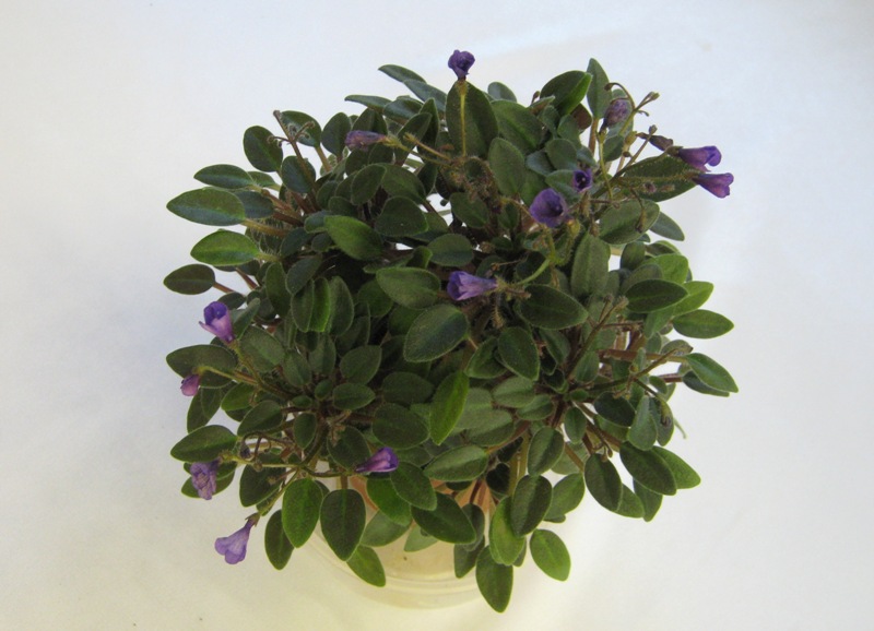 Vallarta Campanas Moradas.JPG