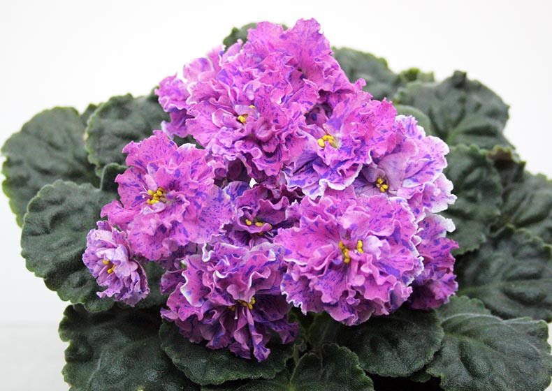 ле-розмари.jpg