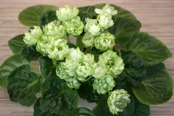 Spring Rose.jpg