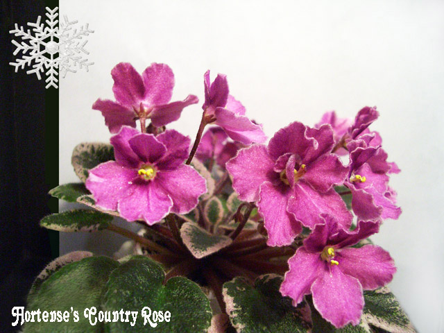 Hortense's Country Rose.JPG