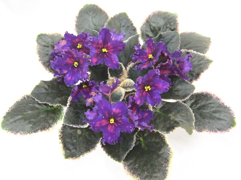ЛЕ-Южная Ночь (Е.Лебецкая), колл. О.Ивашкина.JPG