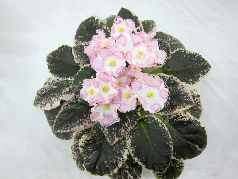 Aca'c Ukrainian Winter (Brownlie), колл. Е.Плессер.JPG