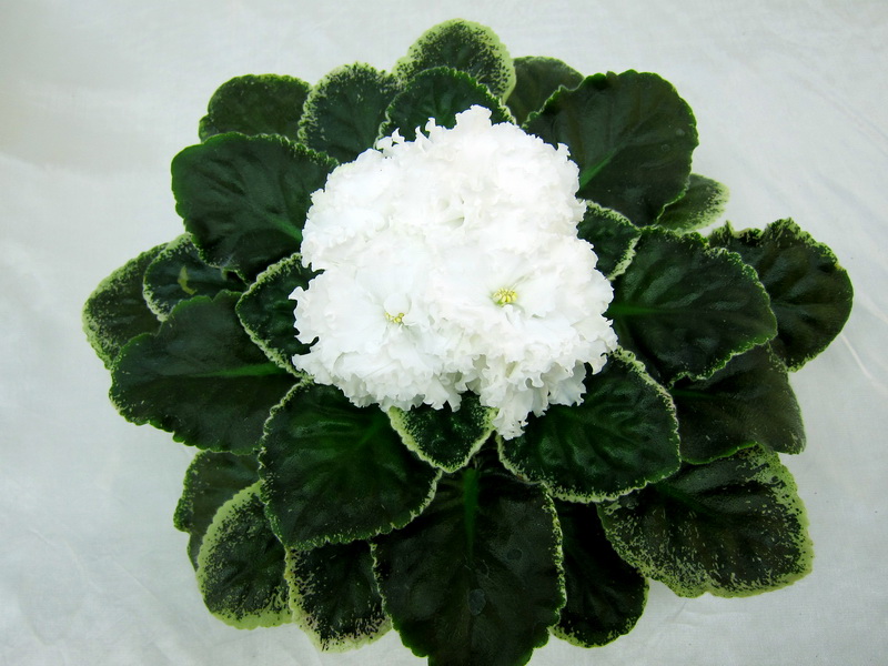 ЛЕ-Абигайль (Е.Лебецкая), колл. М.Тюрина.JPG