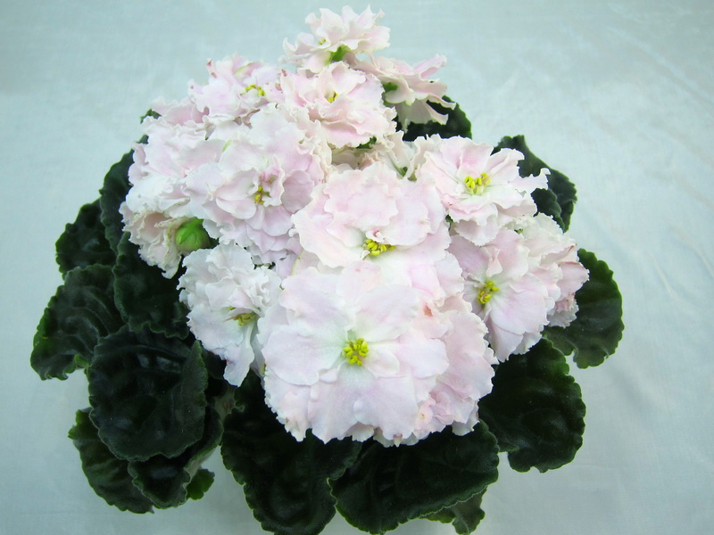 ПТ-Розовый Иней (Е.Пугачёва), колл.М.Карпова.JPG