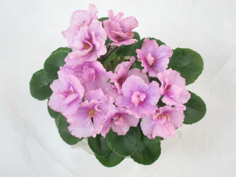 Rosy Pink (P.SoranoLLG, 2014), колл. И.Щедрина.JPG