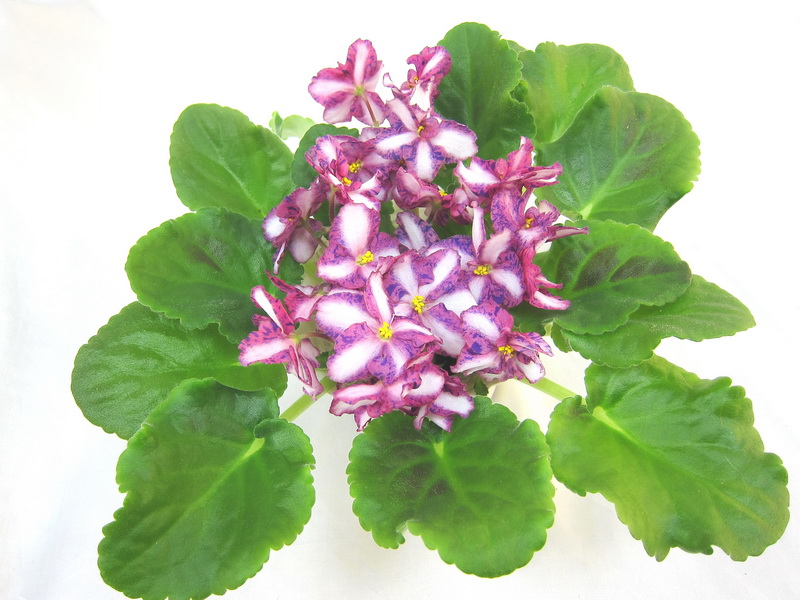 Мой Талисман (Е.Плессер), колл. Е.Плессер.JPG