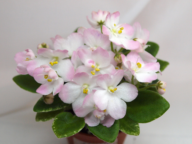 Shirl's Touch o' Pink.jpg