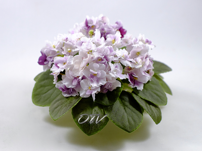Mac`s Southern Springtime