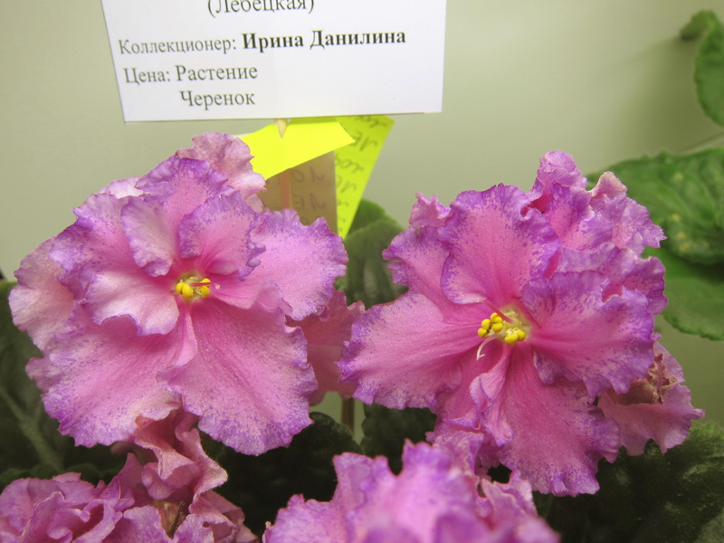 Данилина ЛЕ-Аллочка.JPG