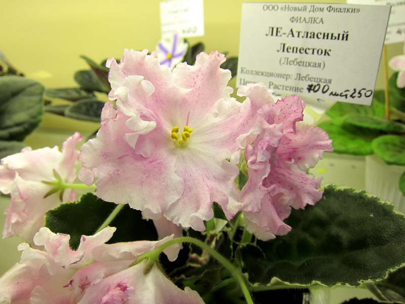 Лебецкая ЛЕ-Атласный Лепесток.JPG