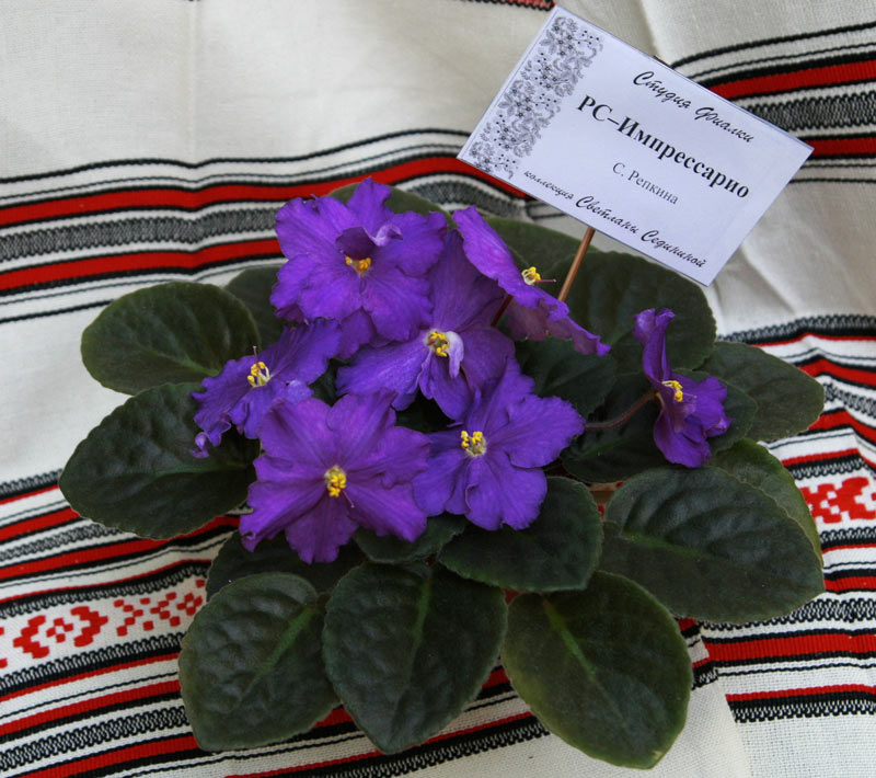 Vis0809P3.jpg