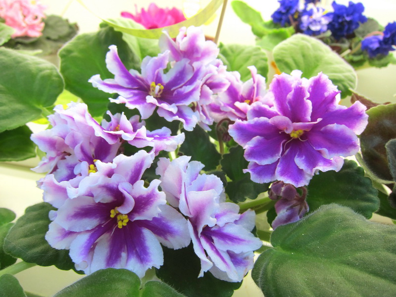 Копейкина ЛЕ-Фуксиевая Балерина.JPG
