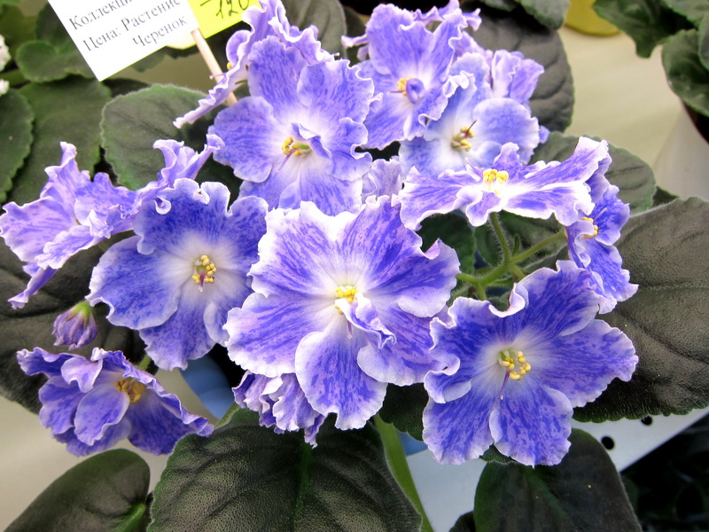 Кузина АЕ-Sharlene Romantic.JPG