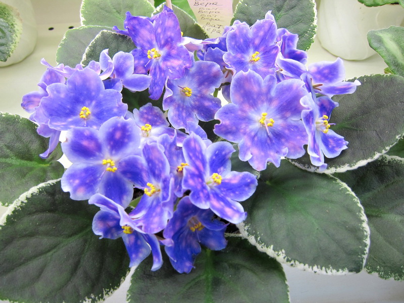 Кузина ВаТ-Вера.JPG