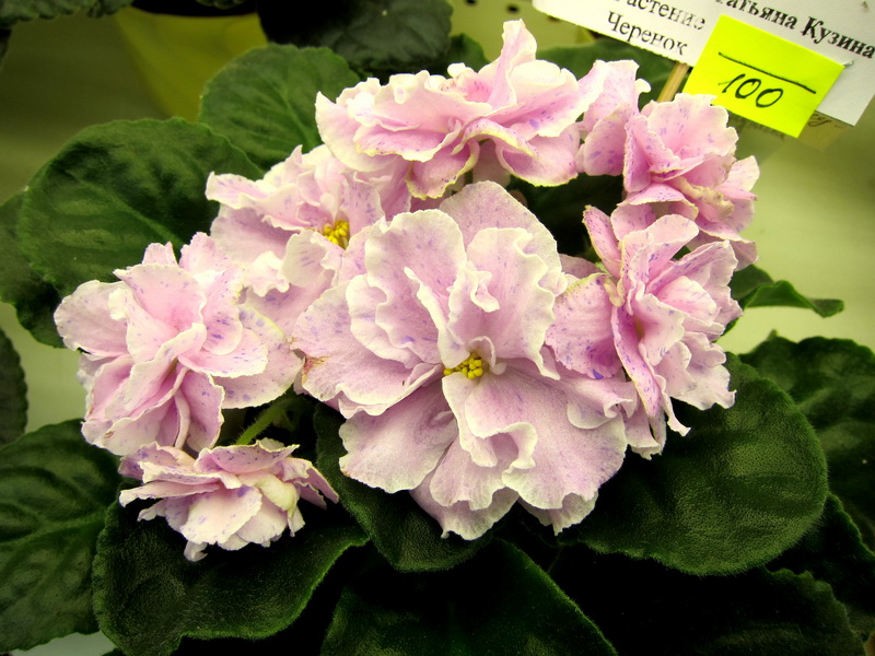 Кузина РС-Мануэла.JPG