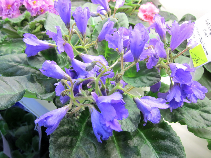 Хохлова Senk's Big Bells .JPG