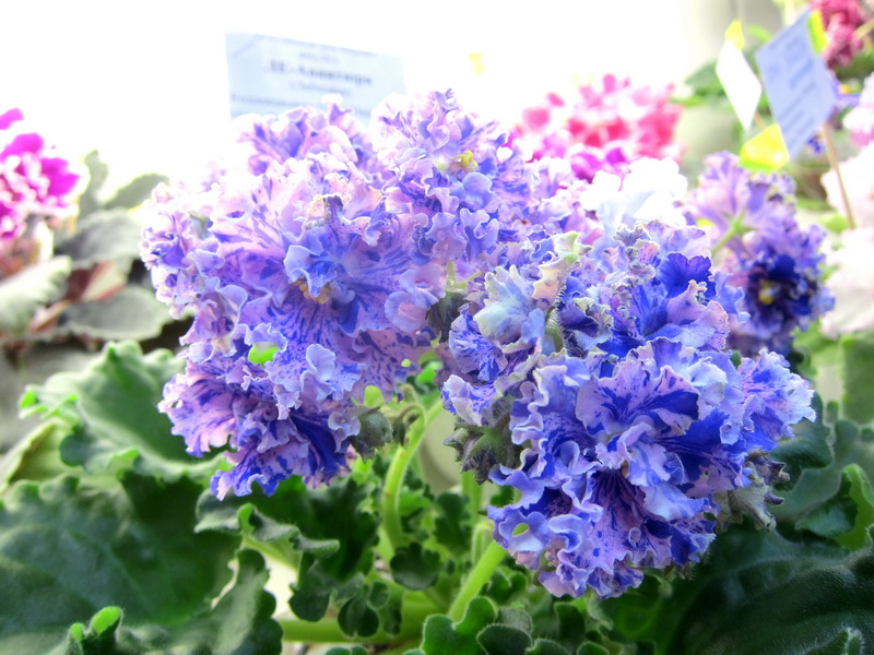 Ивашкина ЛЕ-Авантюра.JPG