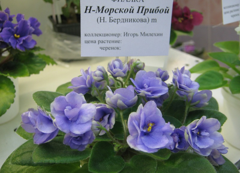 IMG_5884.JPG