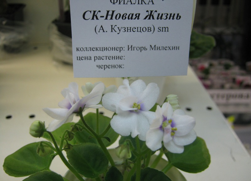 IMG_5885.JPG