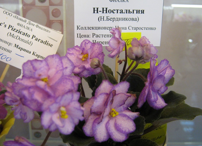 IMG_5810.JPG